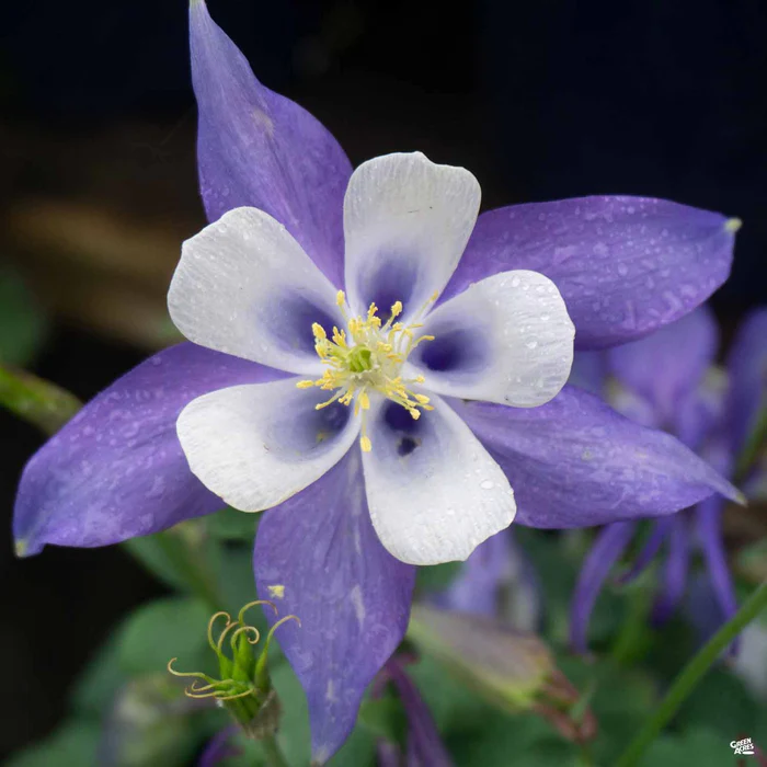 Columbine
