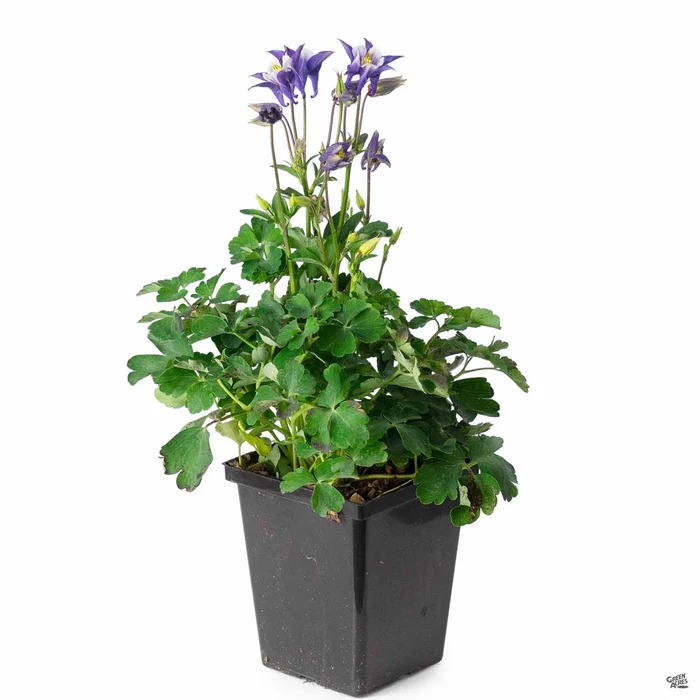 Columbine