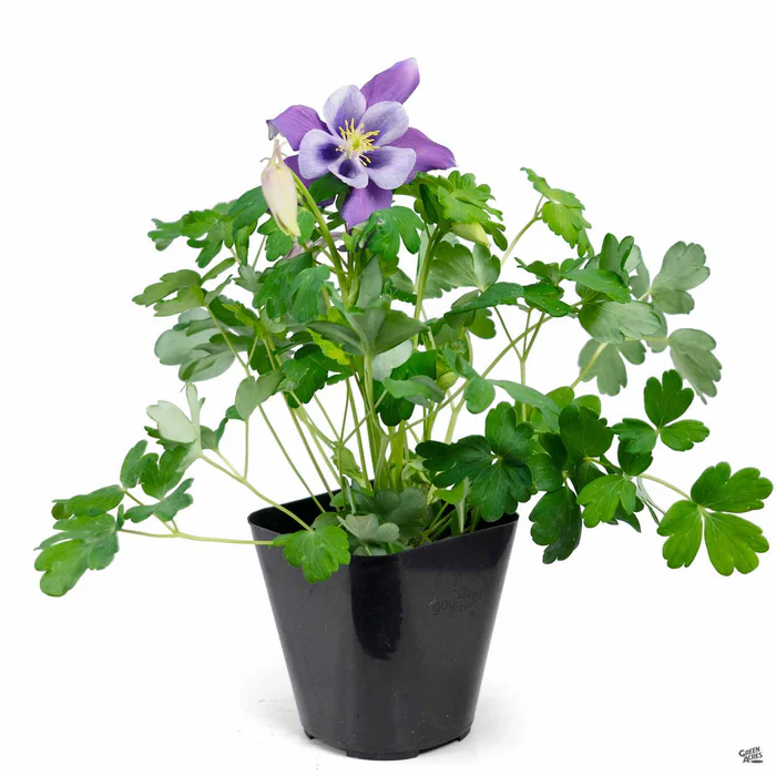 Columbine