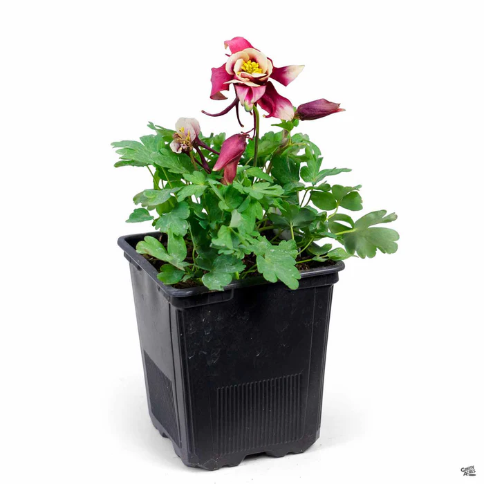 Columbine