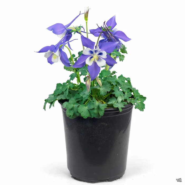 Columbine