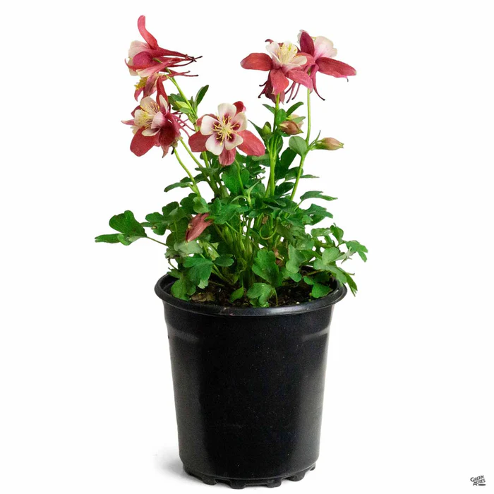 Columbine