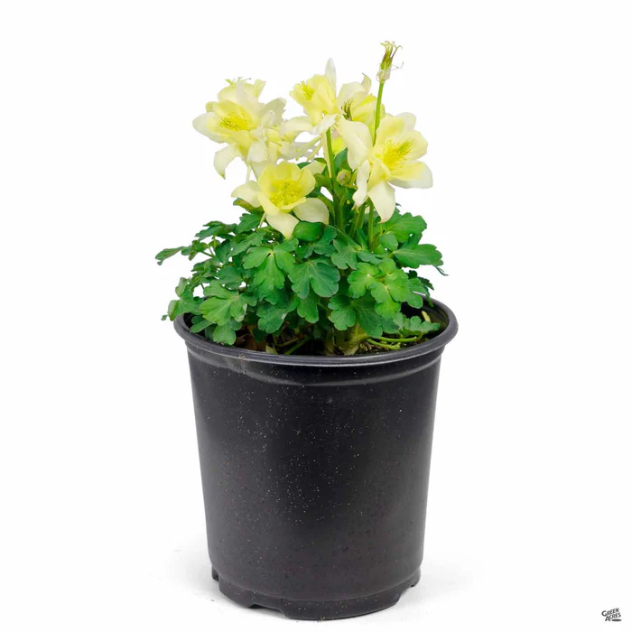 Columbine