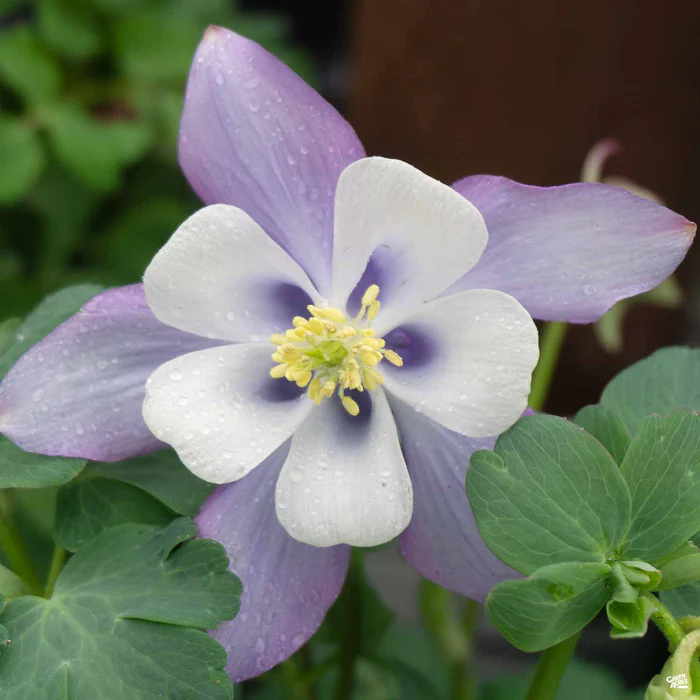 Columbine