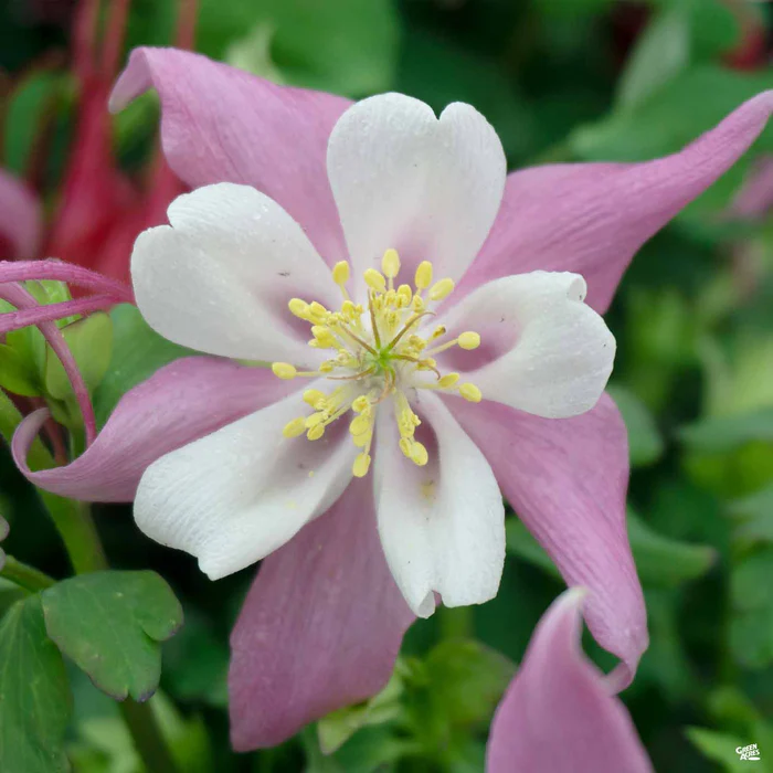 Columbine