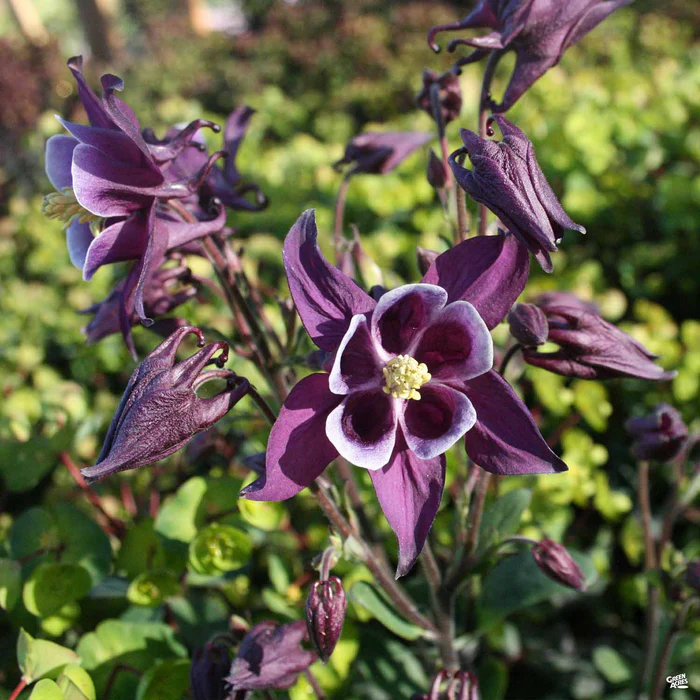 Columbine