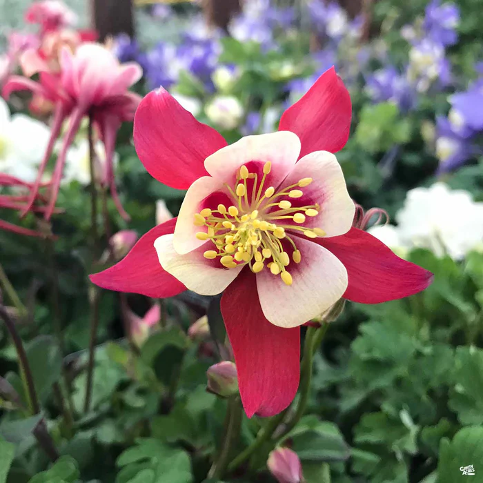 Columbine