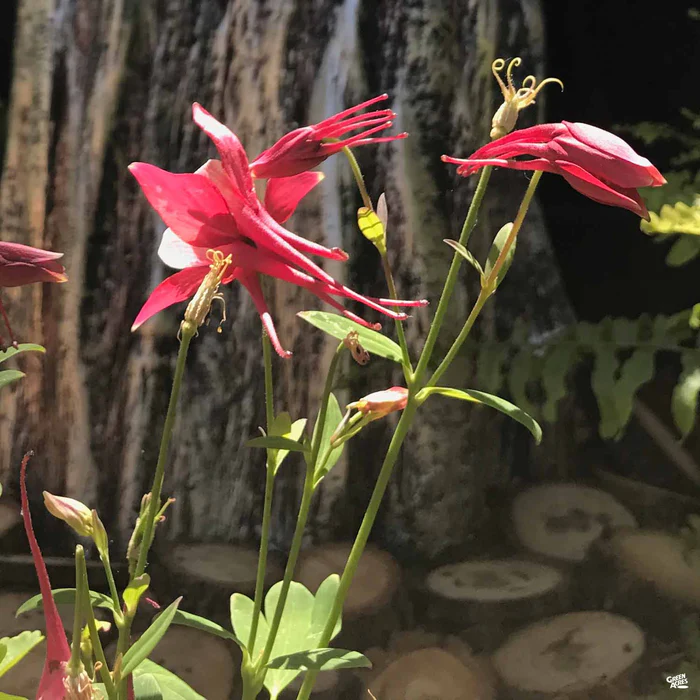 Columbine