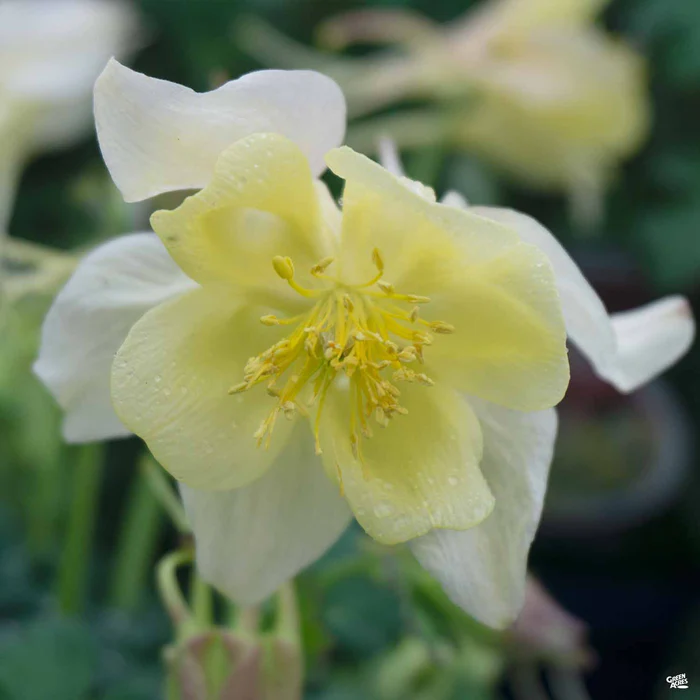 Columbine