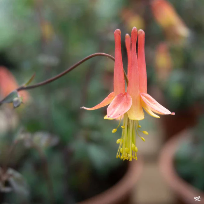 Columbine
