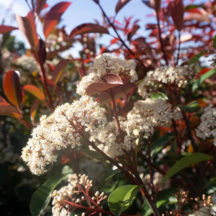 Red Tip Photinia Shrub