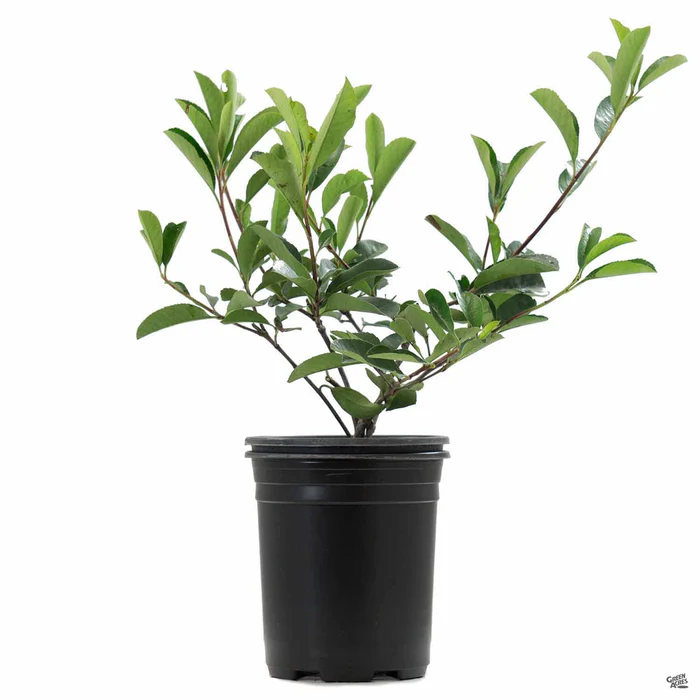 Red Tip Photinia Shrub