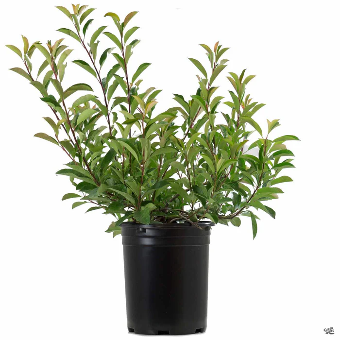 Red Tip Photinia Shrub
