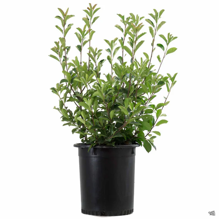 Red Tip Photinia Shrub