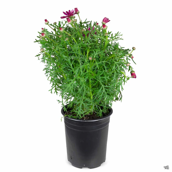 Marguerite Daisy