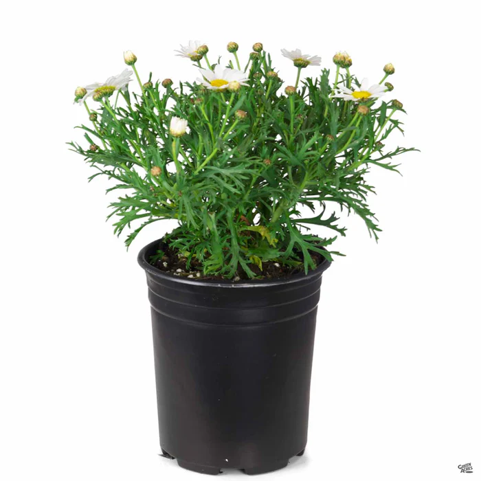 Marguerite Daisy