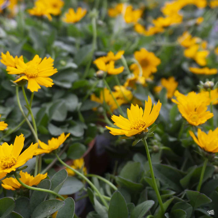 549-coreopsis-nana-1.webp Coreopsis 'Nana'