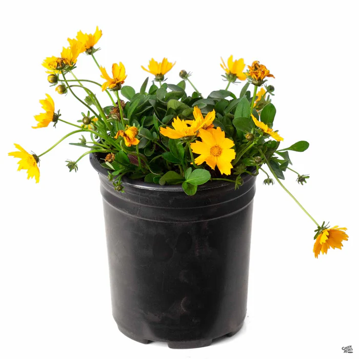 549-coreopsis-nana-2.webp Coreopsis 'Nana'