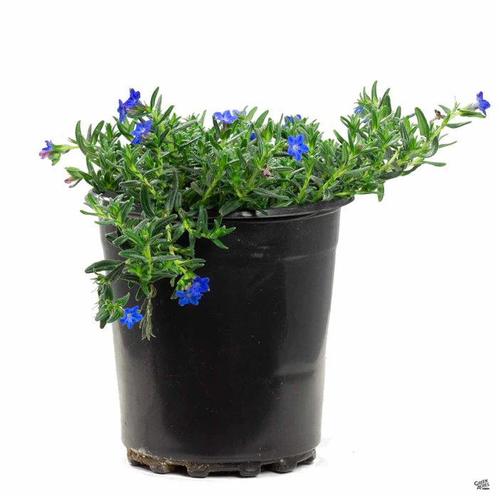 Blue Lithodora