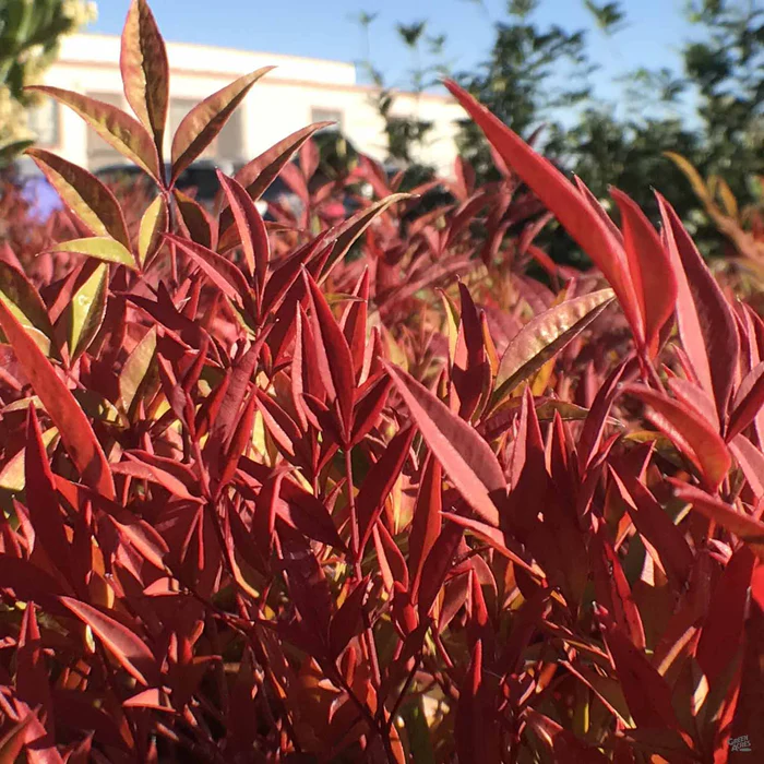 Heavenly Bamboo 'Moon Bay'