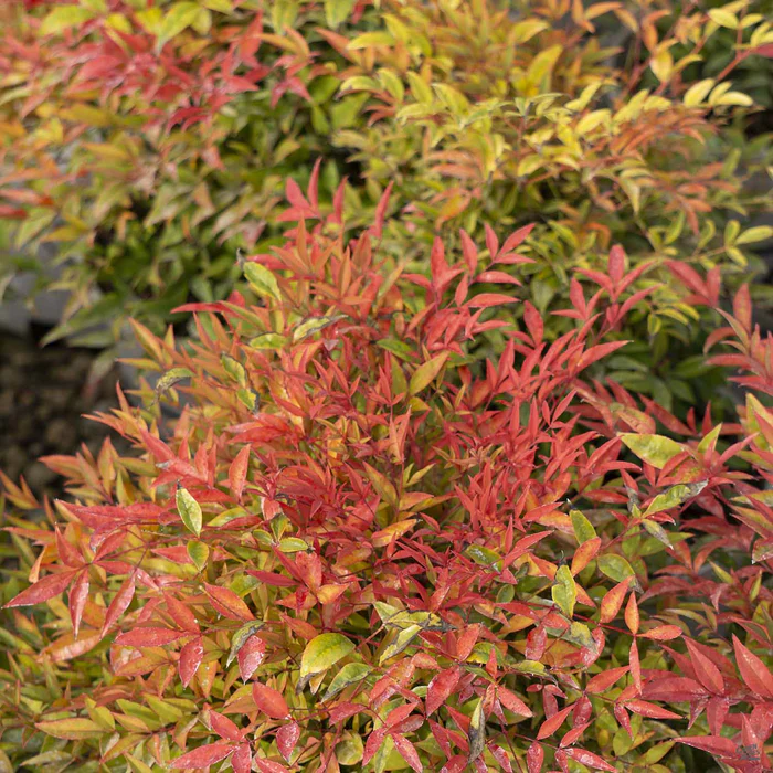 Heavenly Bamboo 'Moon Bay'