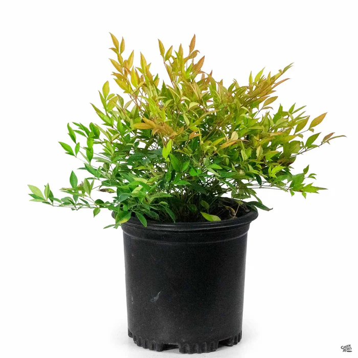 Heavenly Bamboo 'Moon Bay'
