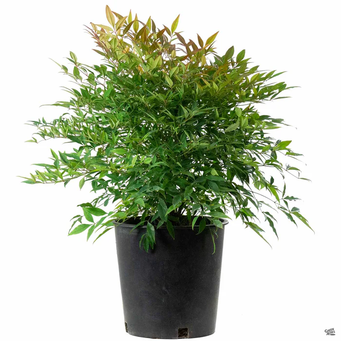 Heavenly Bamboo 'Moon Bay'