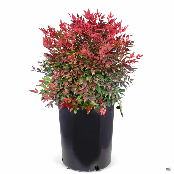 Heavenly Bamboo 'Moon Bay'