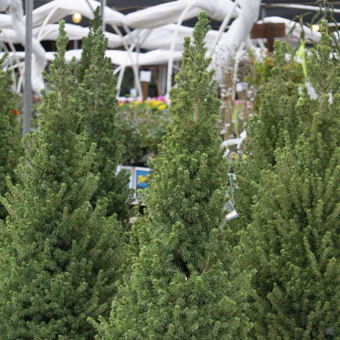 Dwarf Alberta Spruce