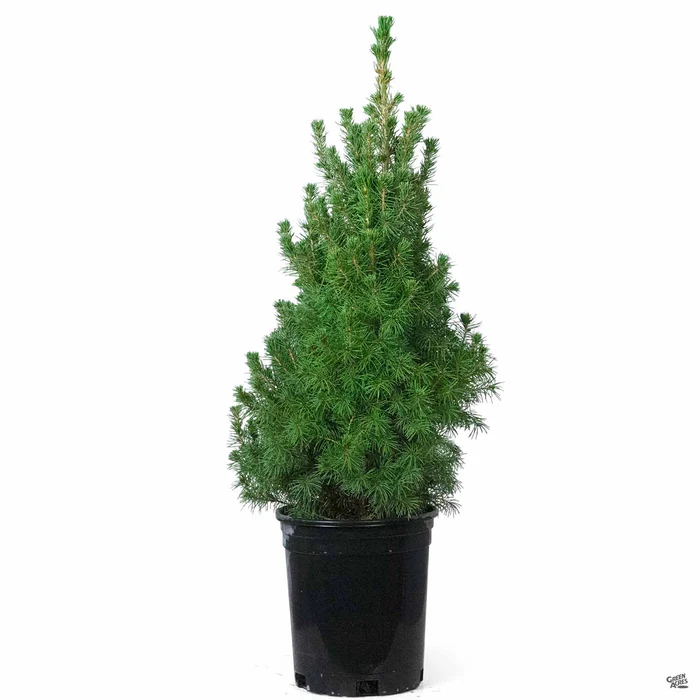 Dwarf Alberta Spruce