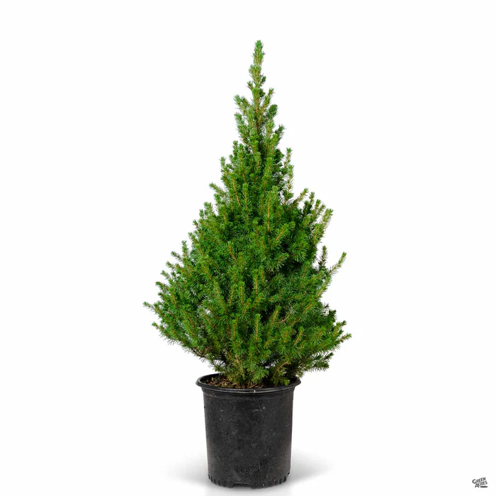 Dwarf Alberta Spruce