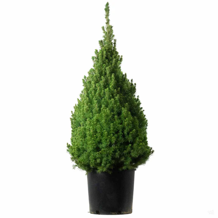 Dwarf Alberta Spruce