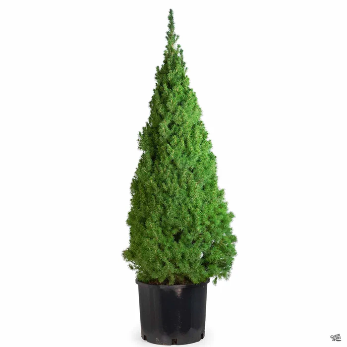 Dwarf Alberta Spruce