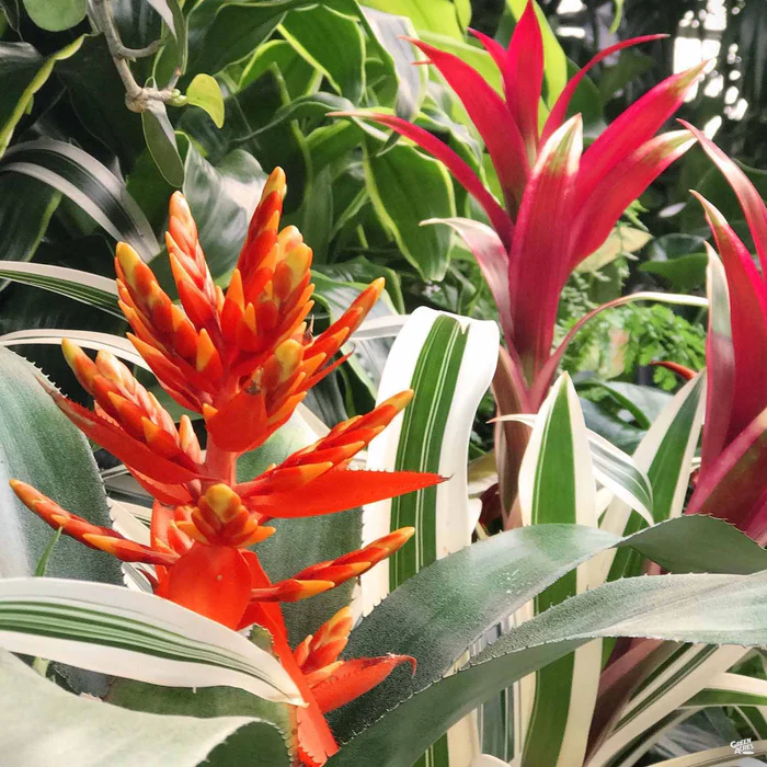 Bromeliad