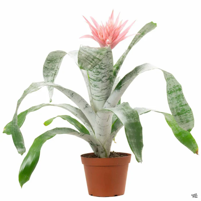 Bromeliad