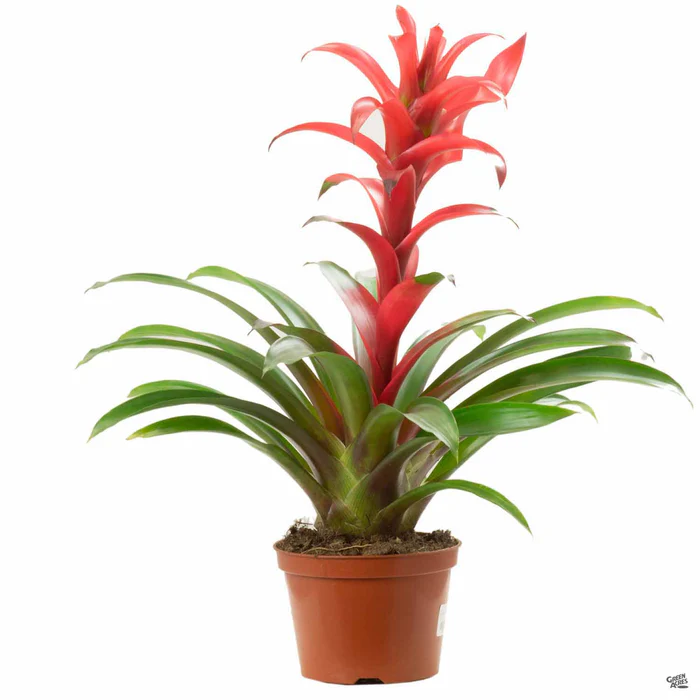 Bromeliad