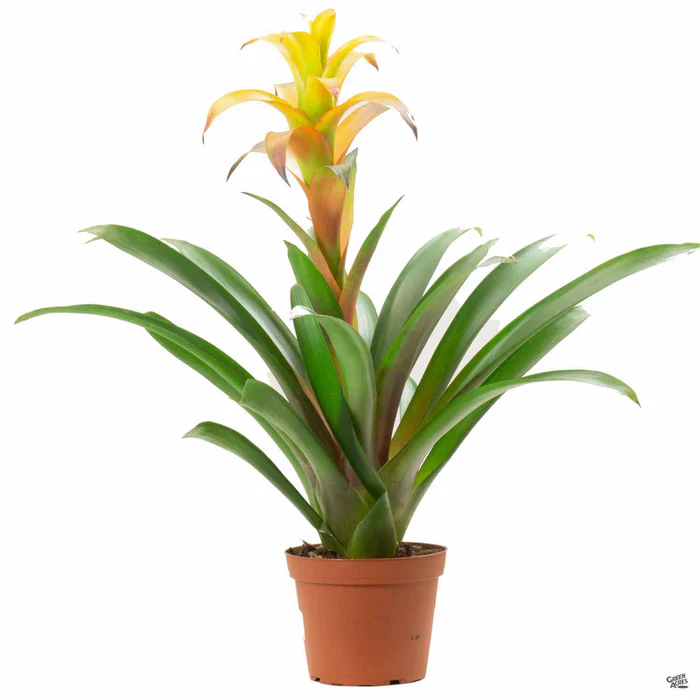 Bromeliad