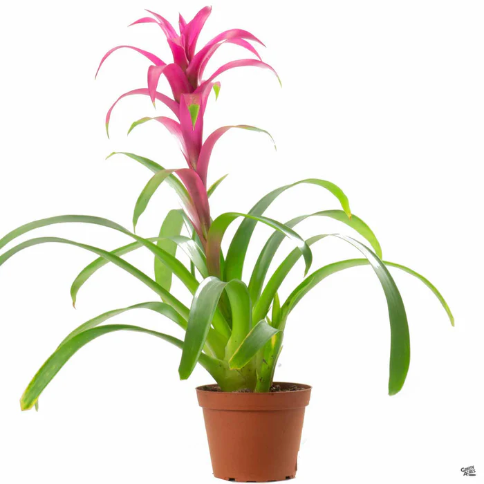 Bromeliad