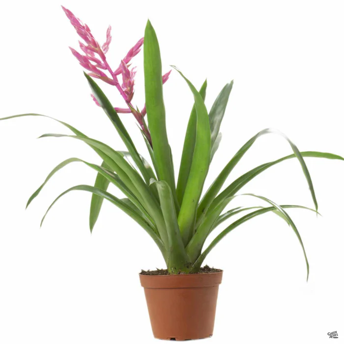 Bromeliad