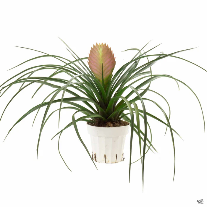 Bromeliad