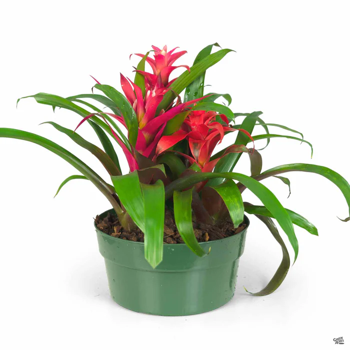 Bromeliad