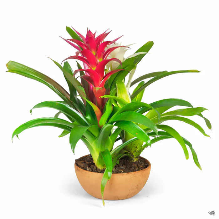 Bromeliad