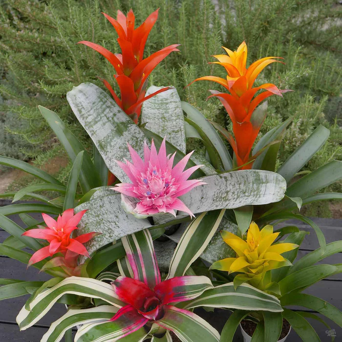 Bromeliad