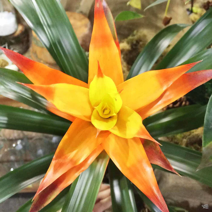Bromeliad