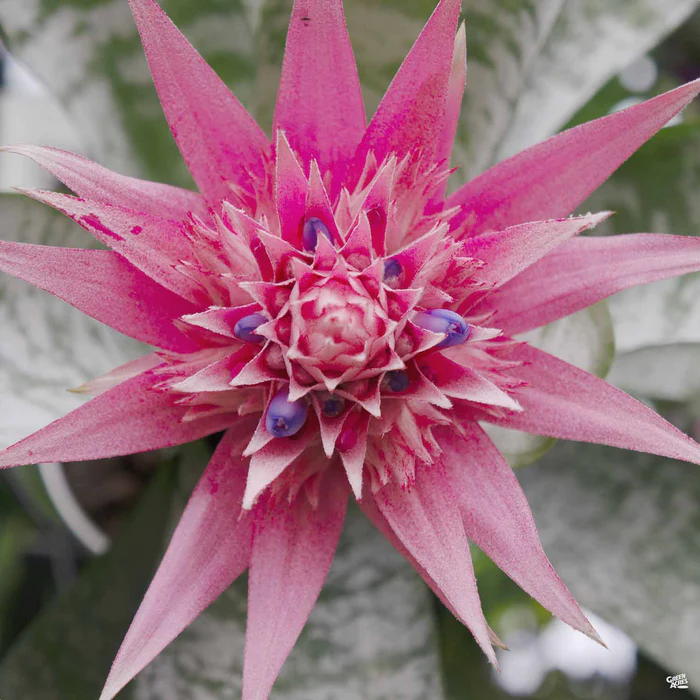 Bromeliad