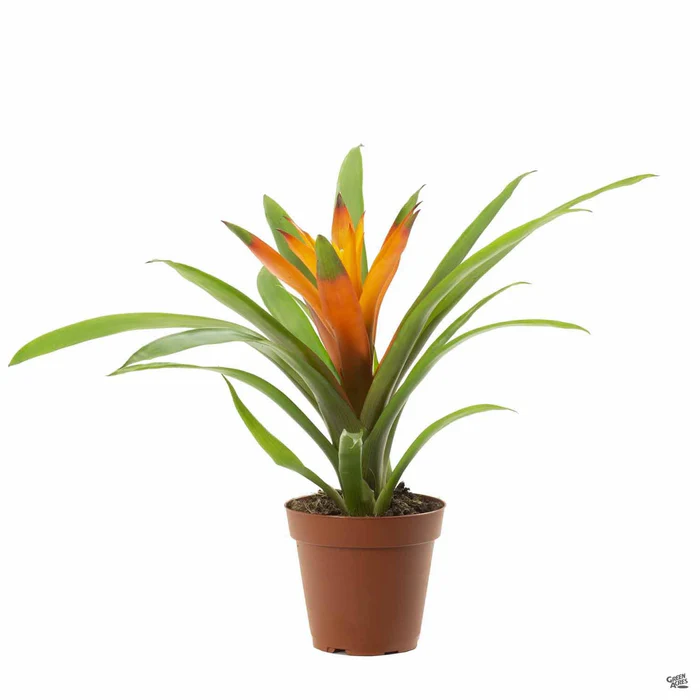 Bromeliad