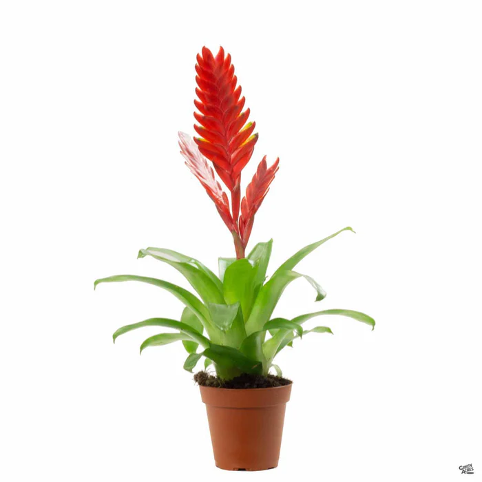 Bromeliad