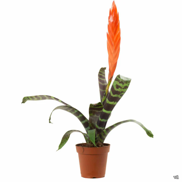 Bromeliad