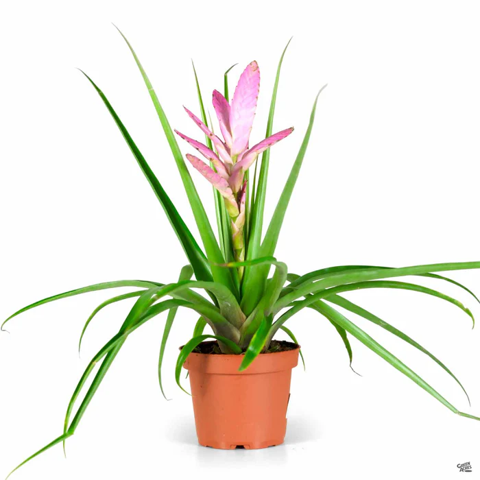 Bromeliad