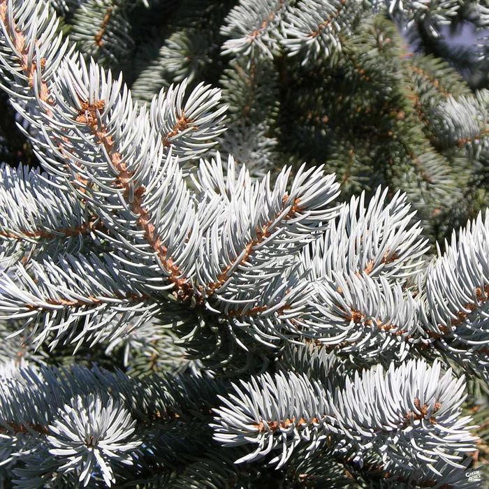 Blue Spruce 'Baby Blue'